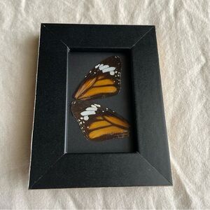 Framed Butterfly Wing Art